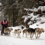 Internationales Schlittenhunderennen in Todtmoos